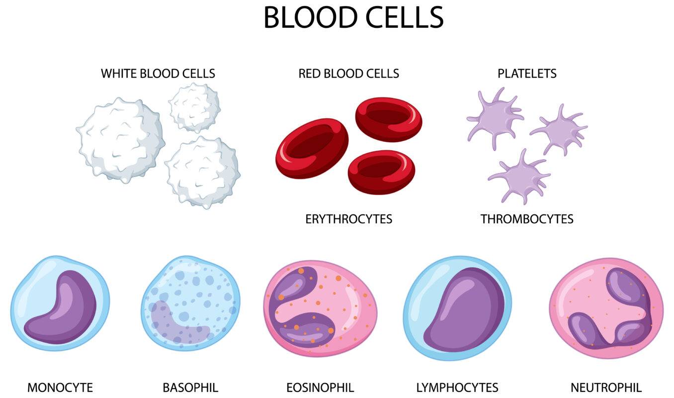 Beta Cell Regeneration for Diabetes Reversal